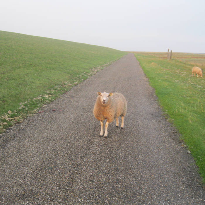 a shepherd by fyr cover art