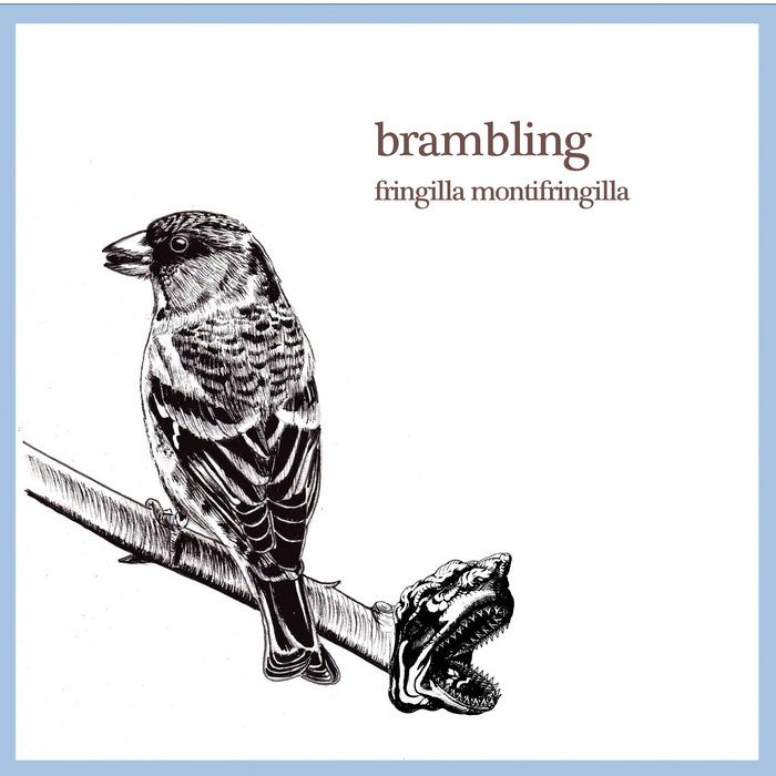 Fringilla Montifringilla | Brambling | Slightly Off Kilter