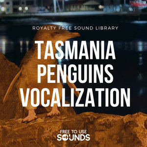 Little Penguins Vocalizations Sound Effects Library cover