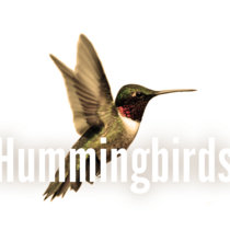 Hummingbirds cover art