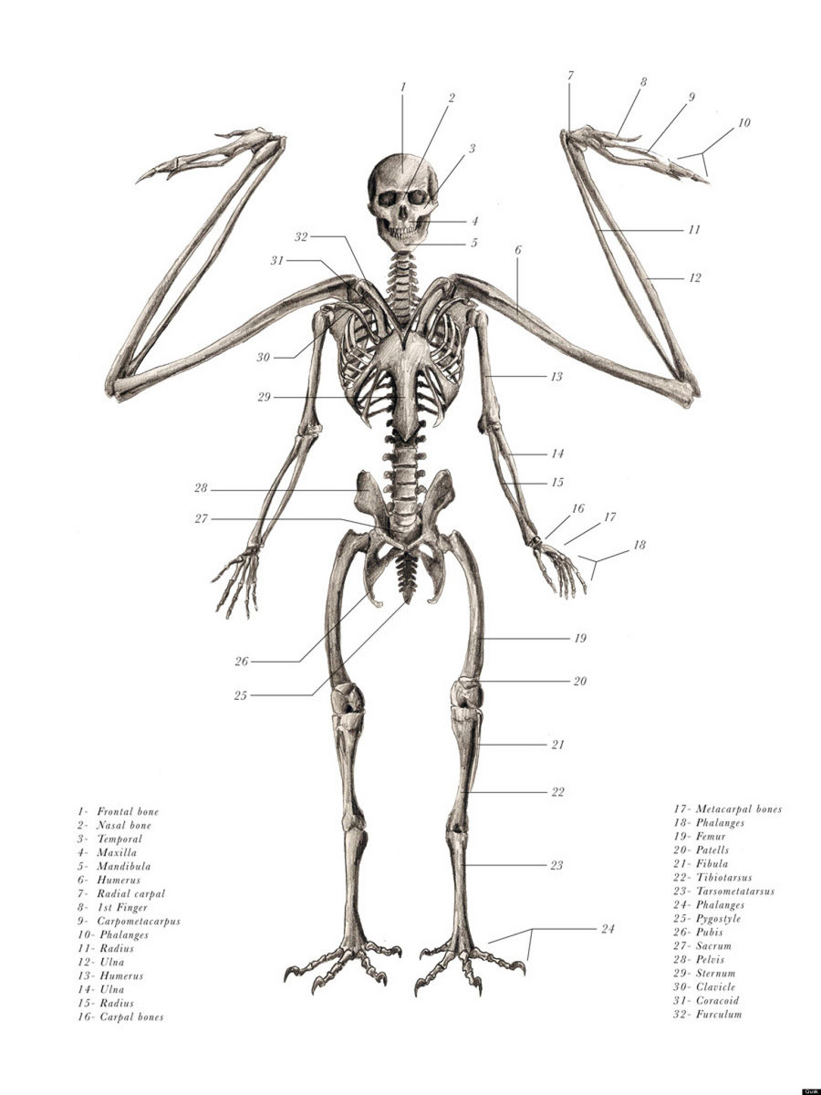 Anatomically correct angels