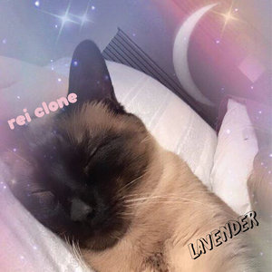 Lavender (Single) cover
