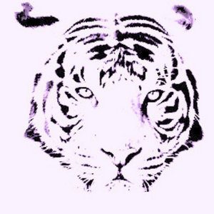 The Tiger cover