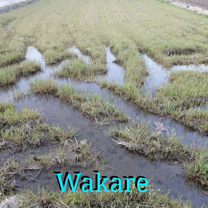 Wakare | Michiru Aoyama