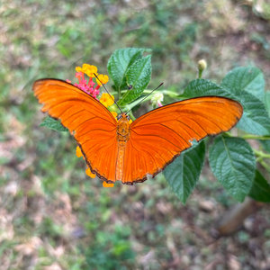Pretty Butterflies cover