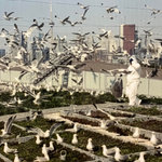 Gull Songs