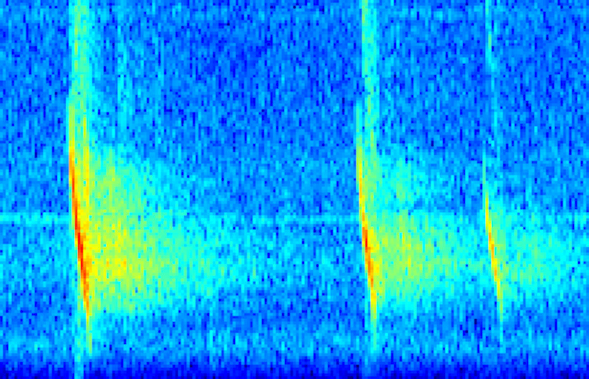 Bats in Todmorden Harry Ovington