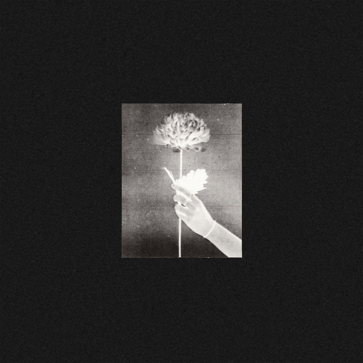 使い勝手の良い Day By Day | Flowers White 洋楽