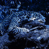 Jaguar Dreaming  (ReGen: AtYyA Remix)