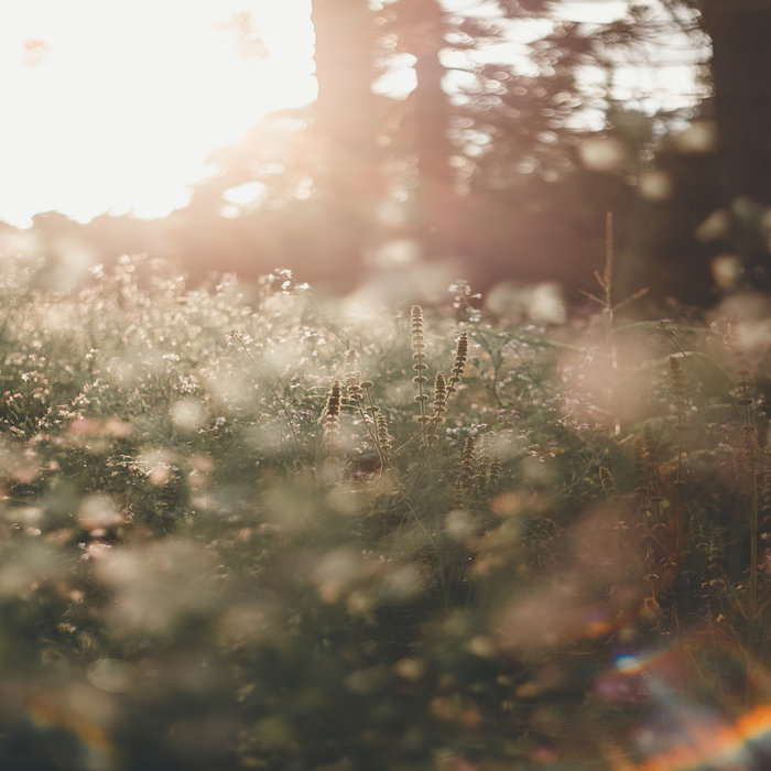 Craig Rath Shine | Shiny Summer | Aether Gaze