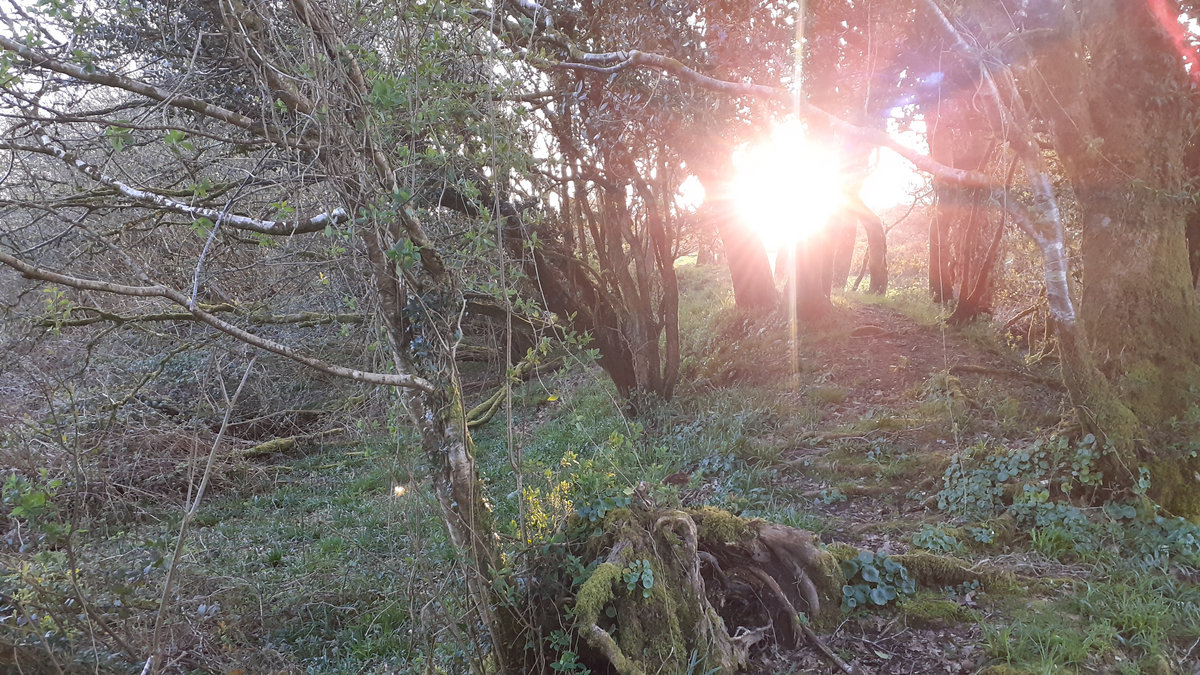 John Twin McNamara: Oileán m'Aislingí / Island of my Dreams, image size:1200x675