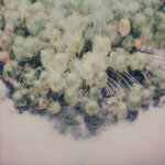 memory blossom / never too late