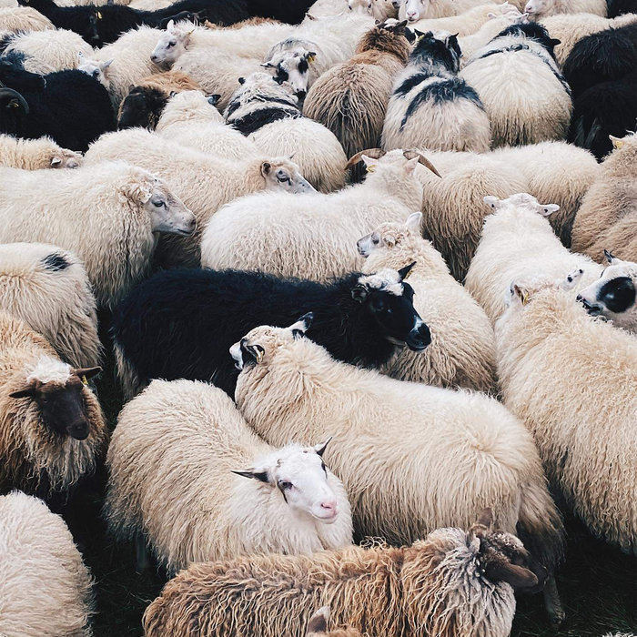 Leaving the Flock | Spirit Unwell