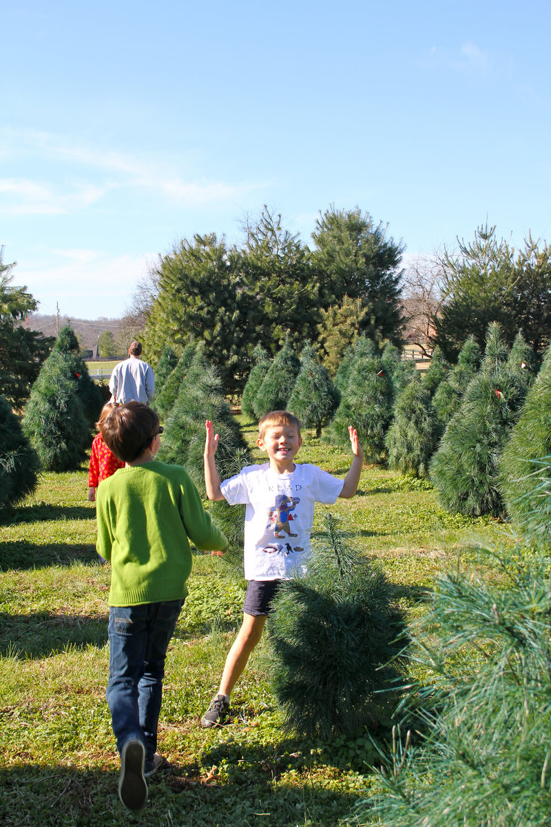 European Cypress Christmas Tree Care Instructions Roxawarn cochocysiti