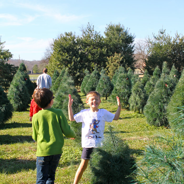 European Cypress Christmas Tree Care Instructions | Roxawarn | cochocysiti