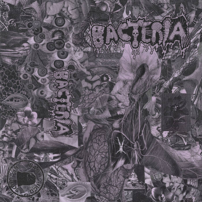 Bacteria | Bacteria