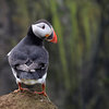 Puffin Freak (extended)