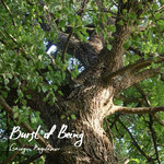 George Bogdanov - Burst of Being