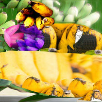 s u p e r f o o d s cover art