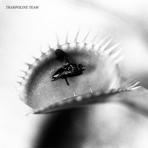 Trampoline Team — Trampoline Team