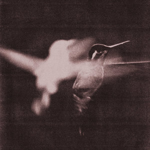 Wings of Desire — A Little Low