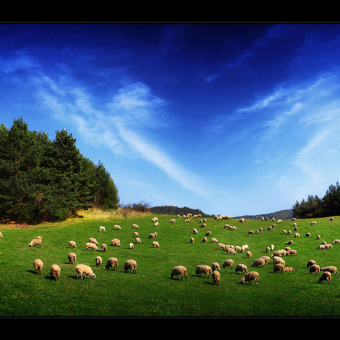 Sheep (Pink Floyd Cover) | Jairus