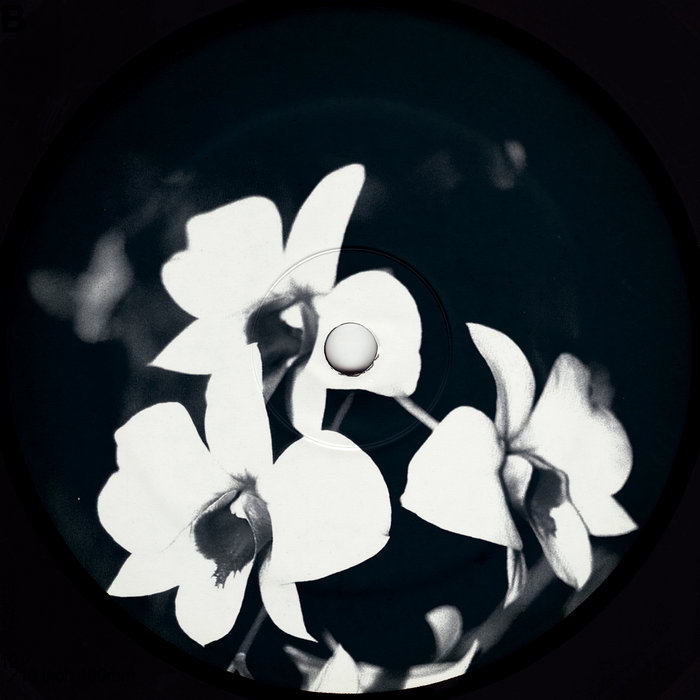 Pochette de Phalaenopsis Revisited par Ovatow