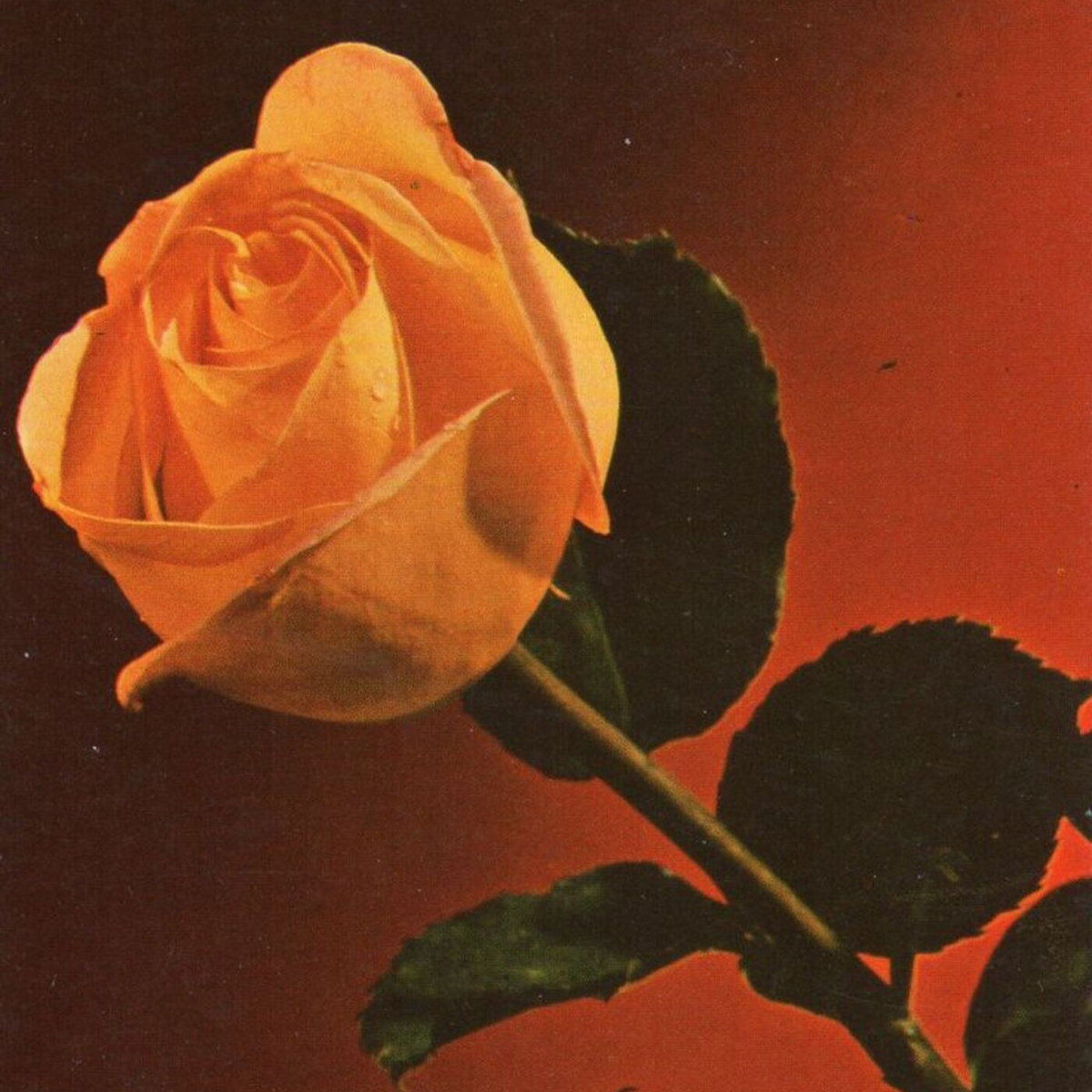 E P Roses Orange Roses (EP) | Parker † Dragon