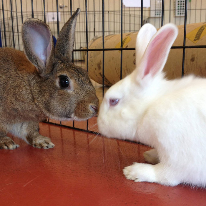 Rabbit Bonding Advice | Rabbit Bonding Advice