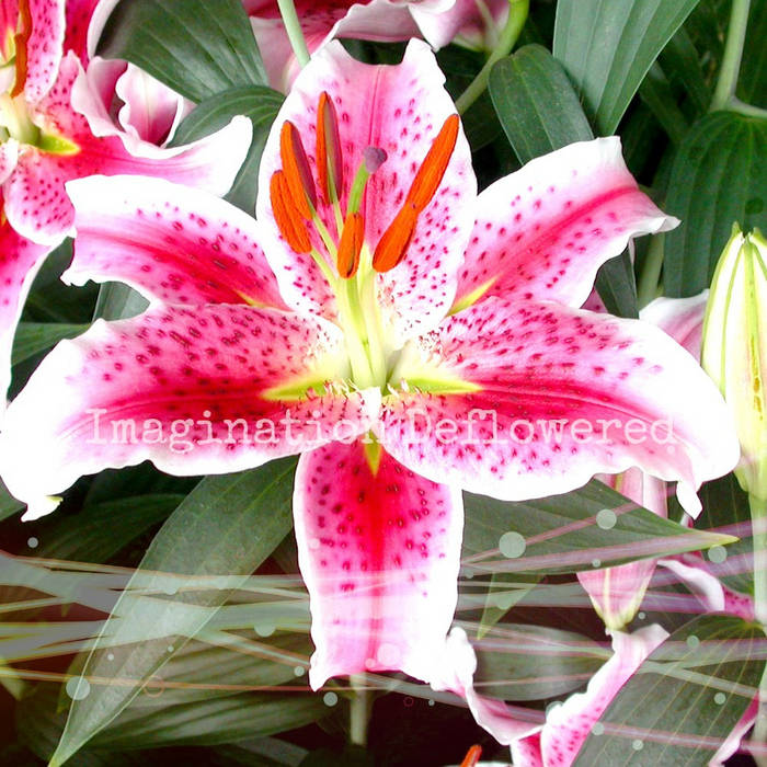 Lily.D✝✨ページ DragonLily | Zidraw