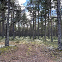 forest dub cover art