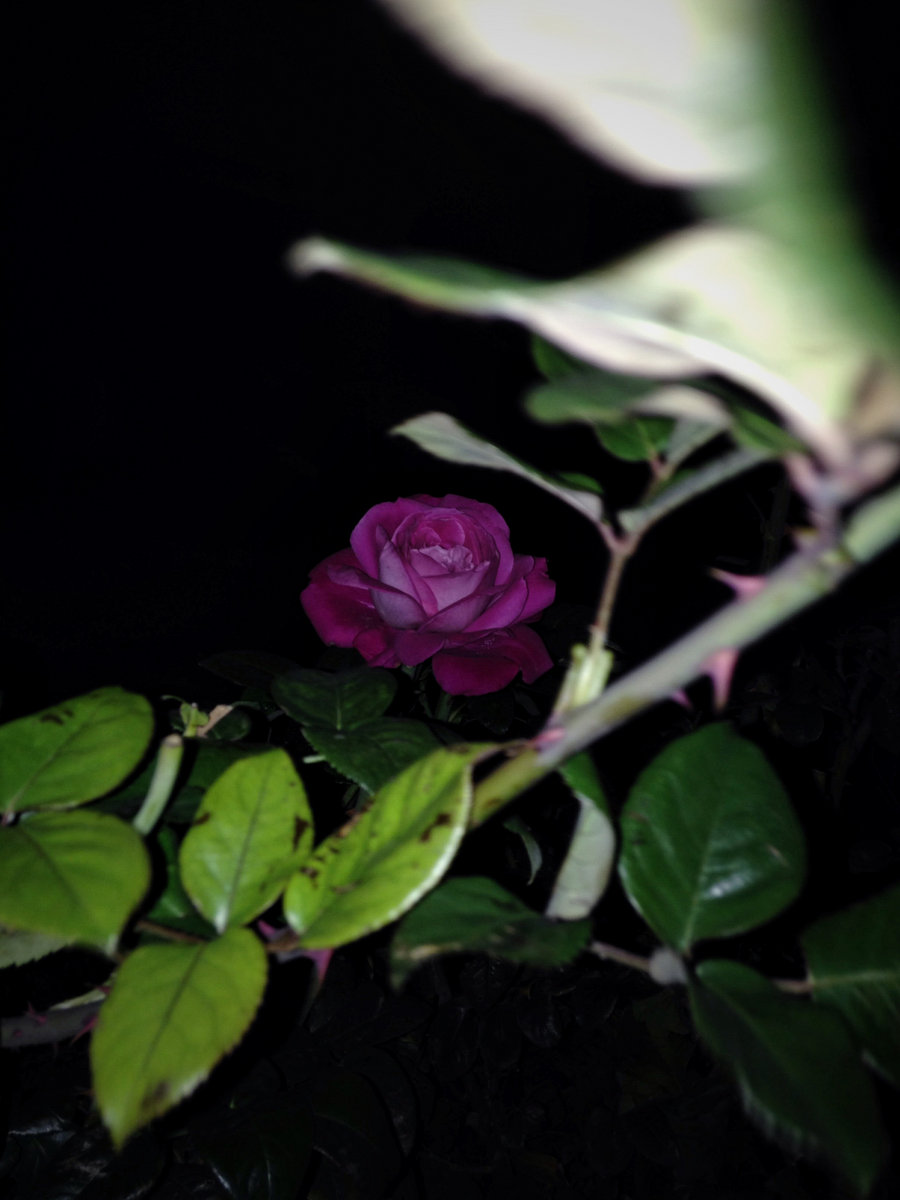 little flower featuring chloë sevigny peaking lights