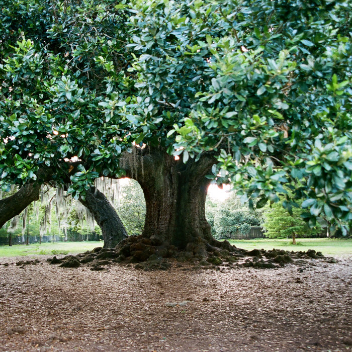 Oak Talks | Anna Roznowska