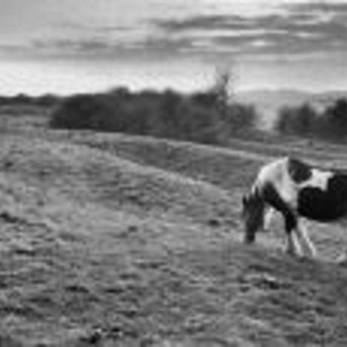 Solid Ground Paul Gill