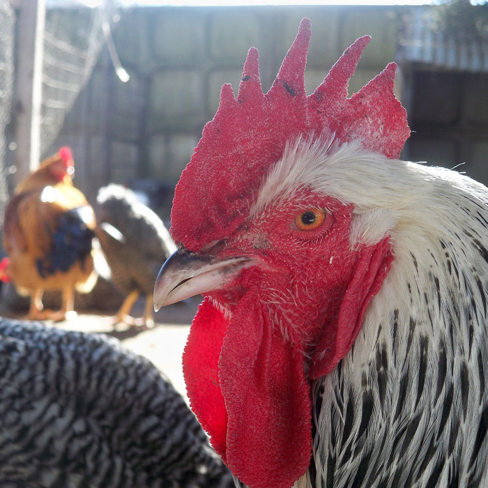 Chicken | sgartavane | Wikimedia Commons