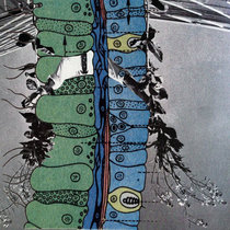 Like Lichen cover art