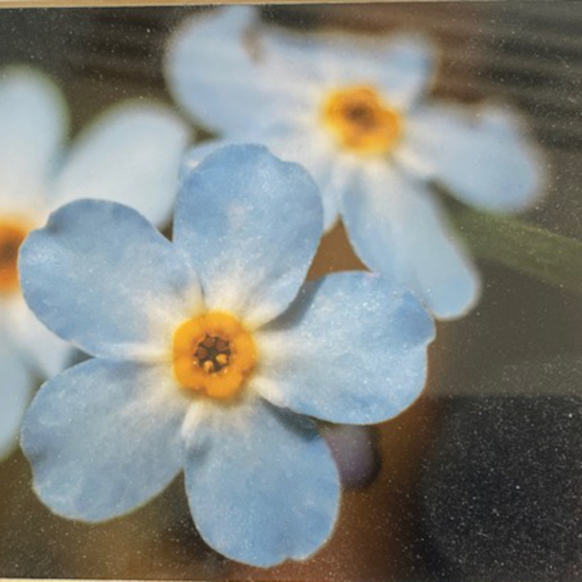Sobeys Fredericton Flowers Best Flower Site