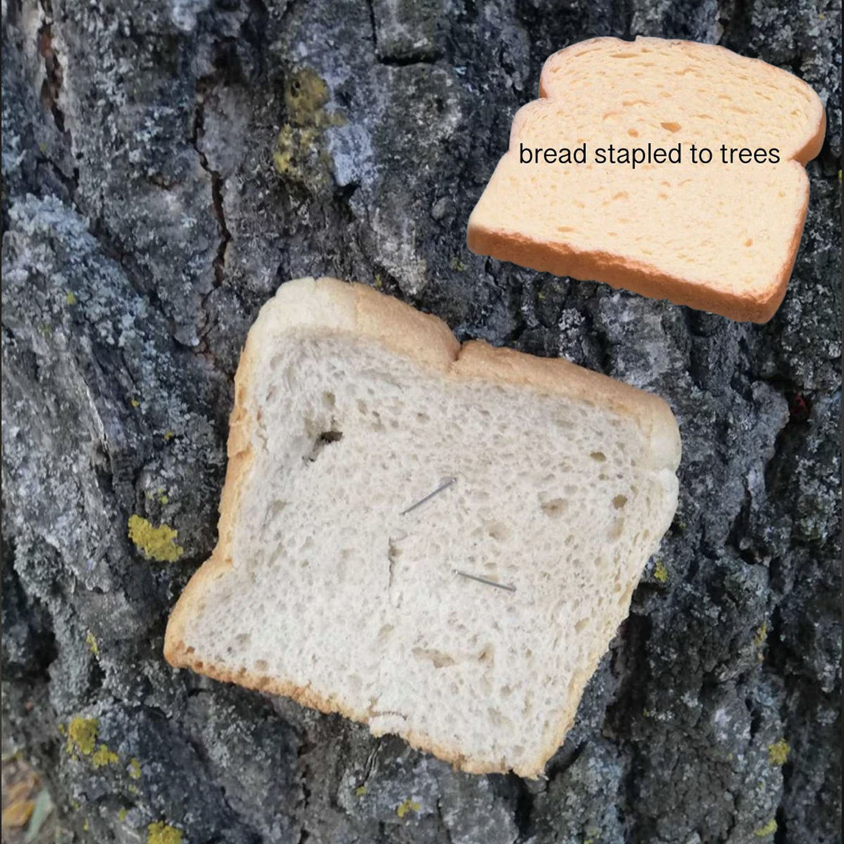 bread stapled to trees 4 | Bread Stapled To Trees