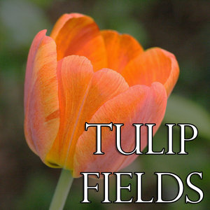 John Grant — Tulip Fields