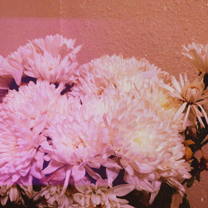 Chrysanthemum Daytime Moon