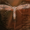 akantophis.bandcamp.com
