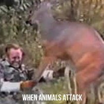 When Animals Attack cover art