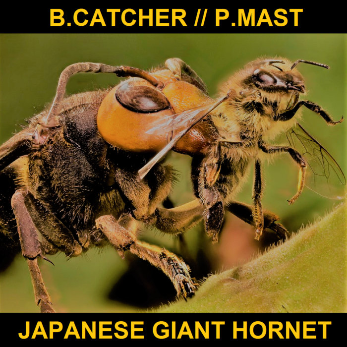Japanese Giant Bug Catcher / Pagoda Mast Bug Catcher