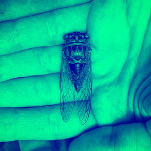 Cicada cover