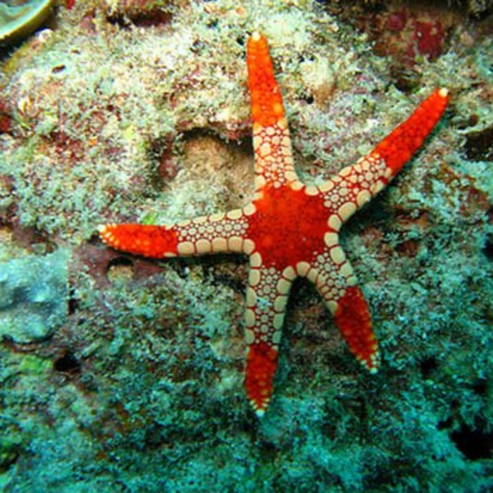 Ode to the Starfish | Lady and the Dude