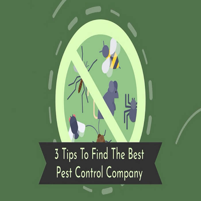 pro pacific pest control pro pacific pest control