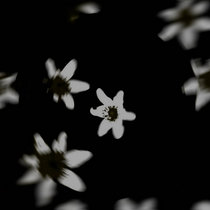 The Point of Stillness cover art