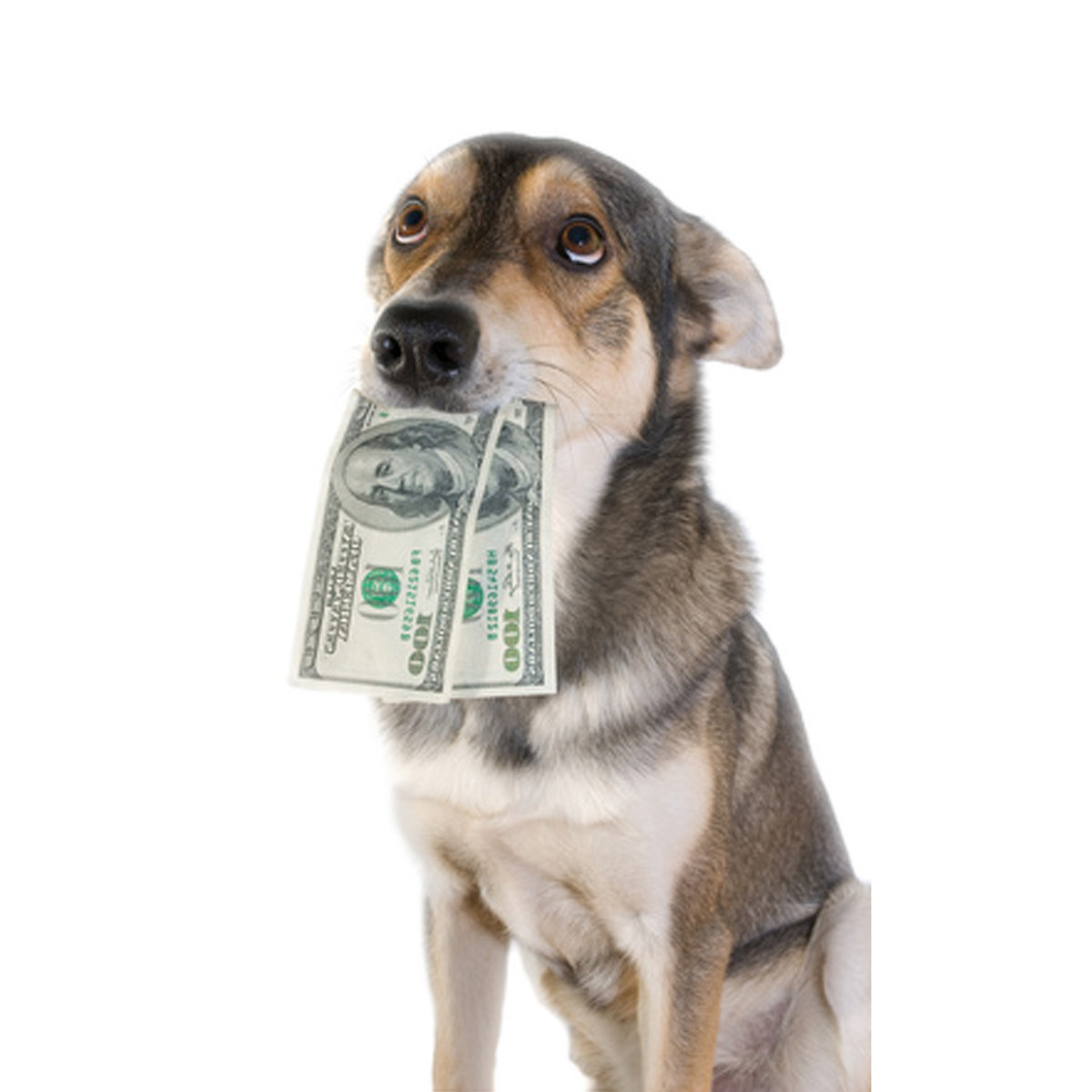 hundeschule-kosten | hundeschule kosten | hundeschule-kosten