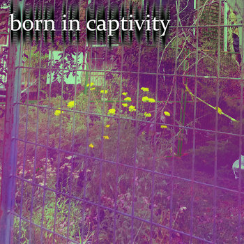 small album art for Born in Captivity