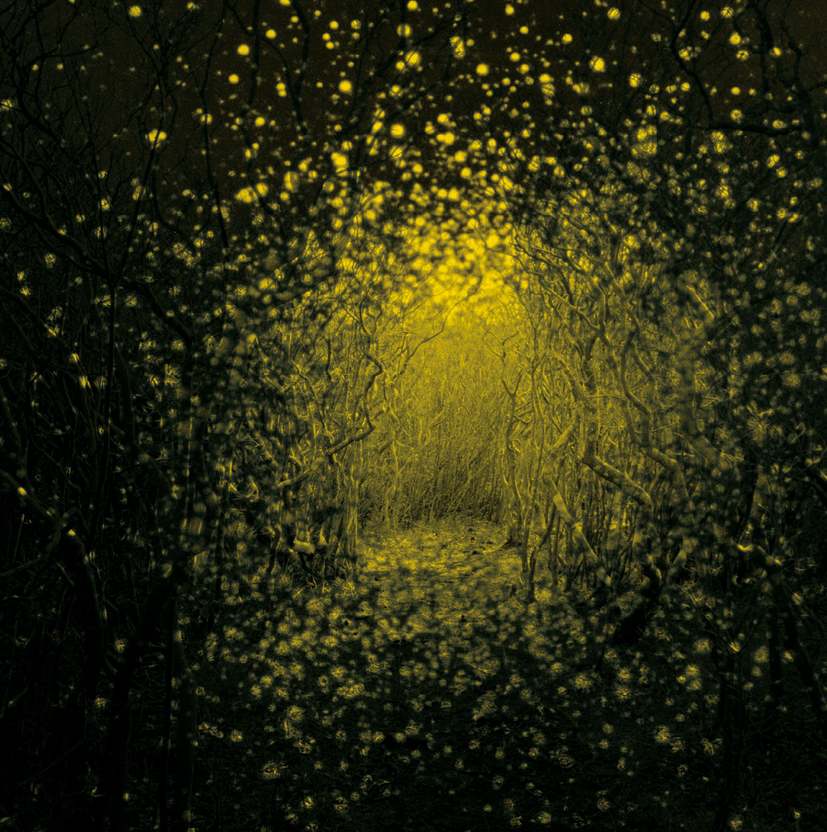 THE ANTLERS BURST APART レコード Burst Apart | The Antlers